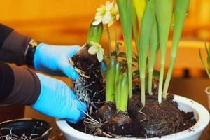 Floristė moko: keli veiksmai ir turėsite puikų pavasarinį kambario gėlyną