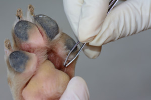 Perspėja apie mirtiną pavojų, todėl pasiruoškite iš anksto