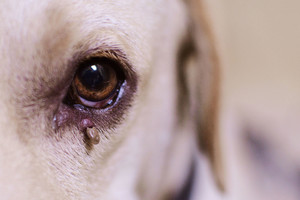 Veterinarai įspėja visus šeimininkus: bunda mirties platintojos