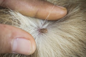 Vilnietis skelbia pavojų: „Prie mūsų namų – erkių veislynas“