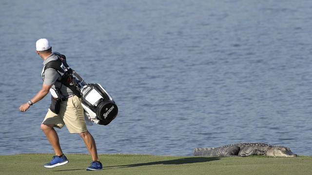 Aligatorius šiurpino golfo turnyro Floridoje dalyvius