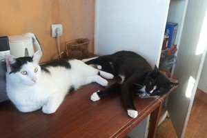 Būrį katinų savo namuose apgyvendinusi moteris nepasigailėjo: viskas tobula