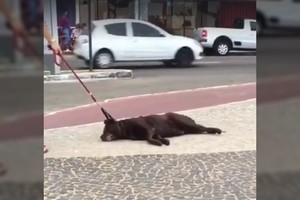 Juokas pro ašaras: nenorėdamas eiti namo šuo sukėlė tikrą dramą