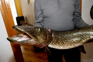 Rekordinis kėdainiečio laimikis – lyg monstras didelė lydeka