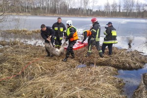 Ugniagesys rizikavo savo gyvybe ir išgelbėjo skęstančią stirną