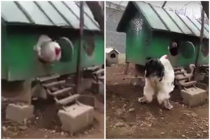 Gaidys mutantas? Iš vištidės išlindęs paukštis atėmė žadą