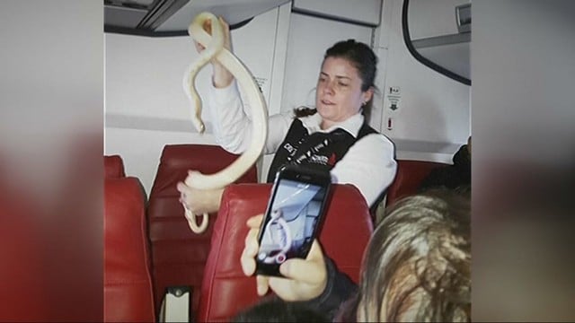 Iš Aliaskos skridę žmonės patyrė šoką: lėktuve rado gyvatę
