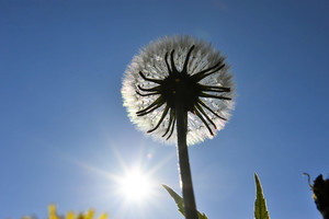 Žiedų vaikai, arba kaip saugoti vaikus nuo šienligės