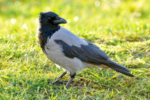 Klaipėdoje sulaikytas varnas šaudęs vyras