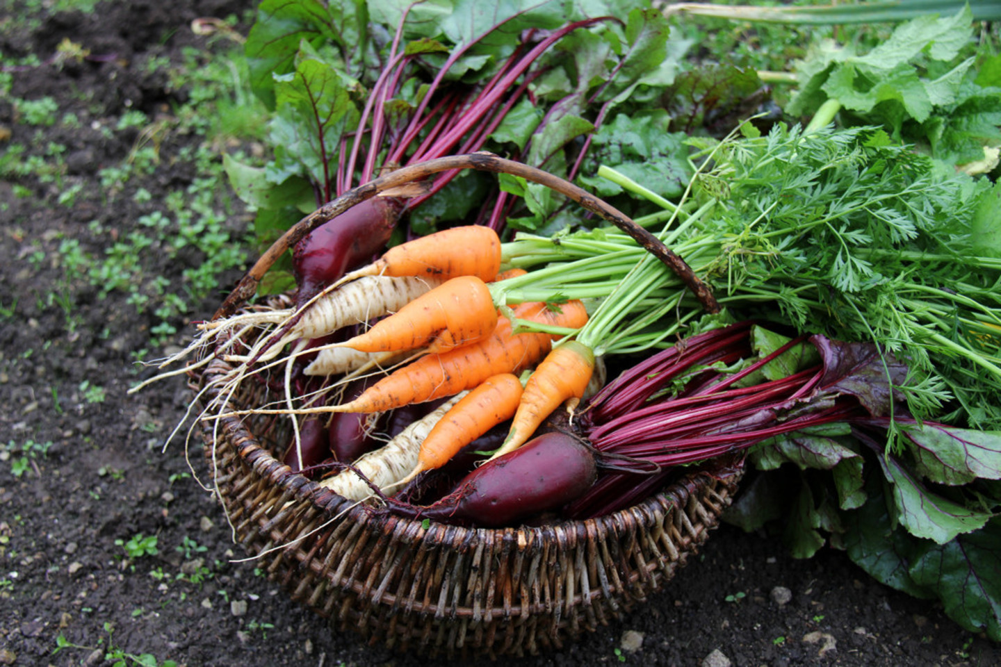 Prieš sėjant morkas labai svarbu dirvoje išnaikinti piktžoles! Kitu atveju negausite gero derliaus.<br>„UAB agrofirma „Sėklos“ nuotrauka“.