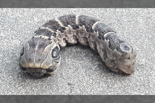 Pamačiusi šį keistą padarą sode moteris iš siaubo net sukliko