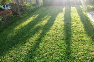 Kodėl vejoje atsiranda samanų ir kaip su jomis kovoti