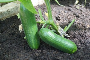 Pasinaudosite šiais patarimais – šimtu procentų turėsite gerą agurkų derlių