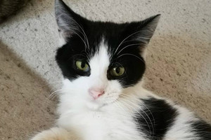 Ieškote tobulo katino? Štai jis!