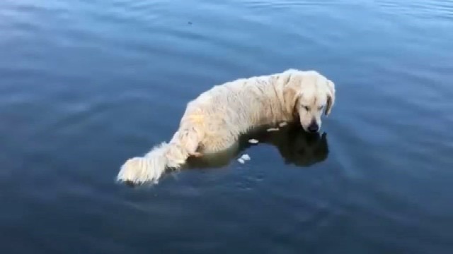 Į vandenį įlipęs šuo savo keistu poelgiu nustebino šeimininkus