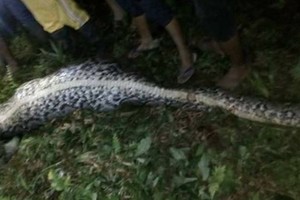 Džiunglėse dingęs indonezietis aptiktas 7 metrų pitono pilve