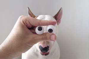 Nuotraukos, kurias pamatę amžiams pamilsite bulterjerus