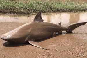 Po praūžusios audros – netikėtas radinys ant kelio