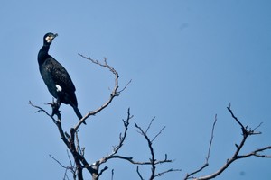 Kormoranams Neringoje artėja labai liūdnas metas