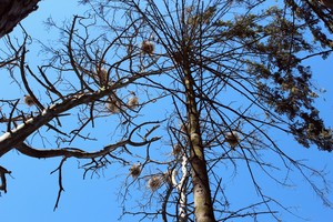 Varna, kormoranas ir jūrinis erelis – populiariausi Neringoje