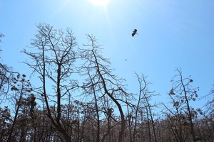 Pavojus: Kuršių nerijos populiariausiu paukščiu taps kormoranas?