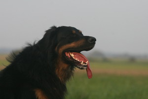 Svajonių šuo: tai – grynaveislis kiemsargis