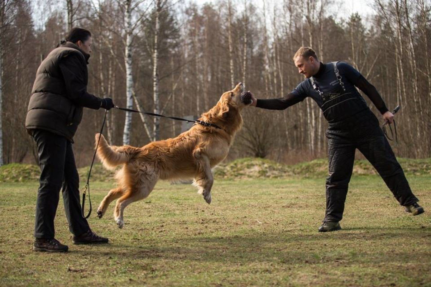 Svajonių Suo Tai Grynaveislis Kiemsargis