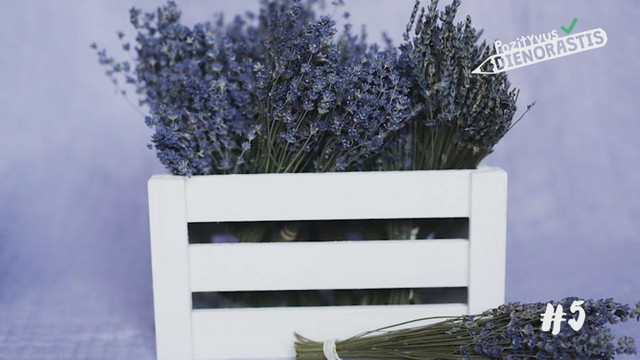 Biržų rajono gyventoja stebina aplinkinius – kuria levandomis kvepiantį grožį