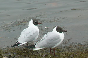 Pasaulinę paukščių dieną prisiminkime mūsų širdis džiuginančius sparnuočius