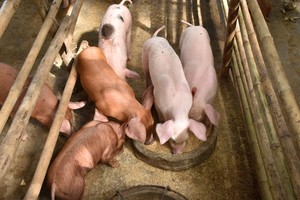 Ūkiuose mažesnis antibiotikų naudojimas – misija įmanoma