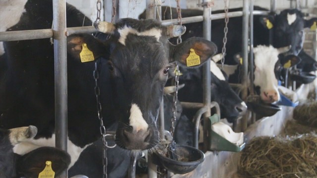 Maži pieno ūkiai neišbrenda iš krizės
