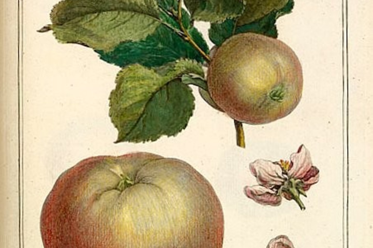 Viena iš H.-L. Duhmel knygos iliustracijų.<br>Wikimedia Commons nuotr.