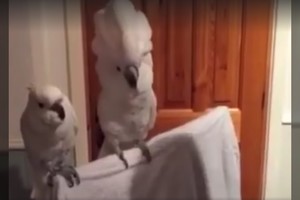 Papūgos linksmybės prajuokins iki ašarų. Žiūrėkite iki galo