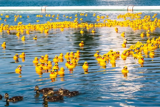 Neįtikėtina guminių ančiukų kelionė aplink pasaulį