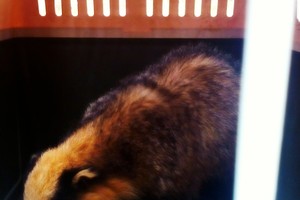 Šakių rajone į mirtiną bėdą pakliuvęs barsukas sulaukė žmonių atjautos