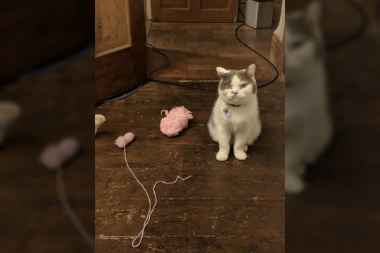 Moteris net susigėdo sužinojusi, ką išdarinėja jos katinas