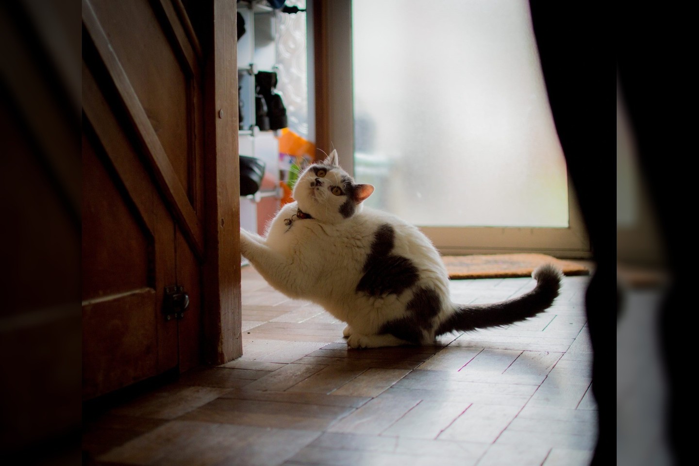 Robinas turi ypatingą žymę ant šono – panašią į širdutę.<br>reddit.com nuotr.