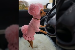 Klaipėdietės augintinės nuotrauka internete sklinda it virusas