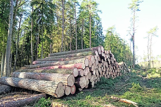 Medienos kainą lemia viso pasaulio ekonomika