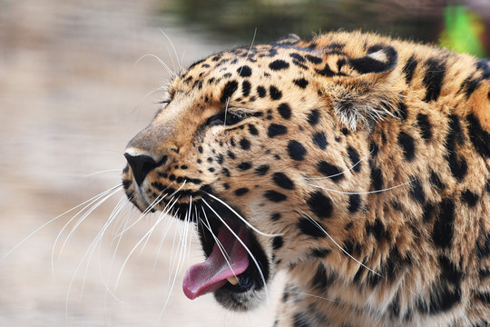 Nepalo tarptautinis oro uostas trumpam uždarytas dėl pastebėto leopardo