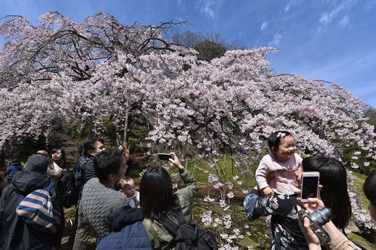 Japonai plūsta nusifotografuoti prie Tokijuje pražydusių sakurų
