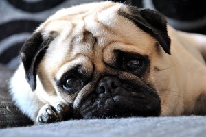 Pamatykite, kaip per šimtmetį pasikeitė populiarios šunų veislės