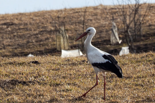 Nuo savaitės vidurio orai vėl keisis