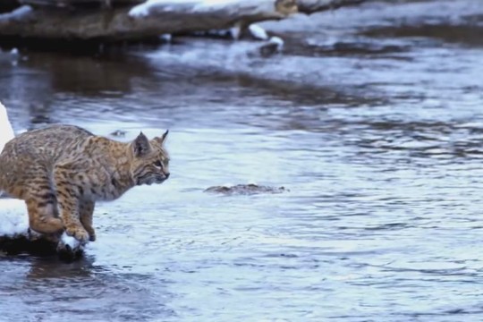 Užfiksuotas neįtikėtinas lūšies šoklumas – peršoko upę