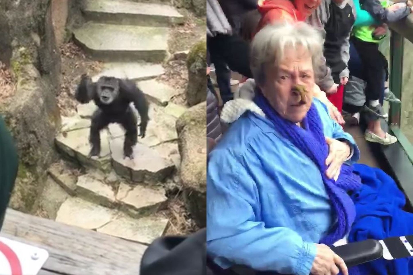 Močiutė nesitikėjo, kad įsiutusi gorila taip pasielgs.<br>Stop kadras iš facebook.com/erin.vargo.75