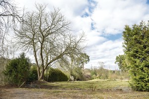 Vilniaus merui entuziazmo užteko tiktai vienai tujai nupjauti?