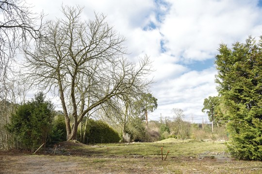 Vilniaus merui entuziazmo užteko tiktai vienai tujai nupjauti?