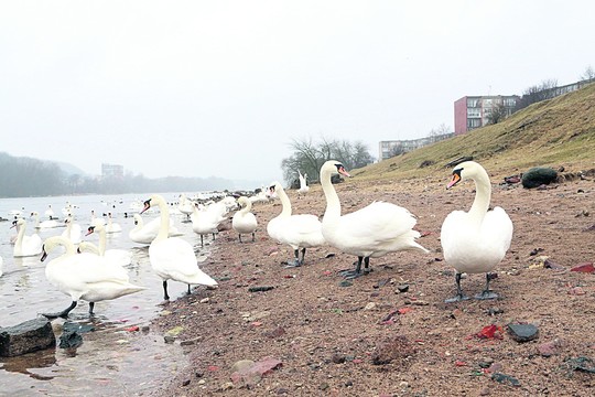 Paukščių gripas: gresia nuostolių ataka