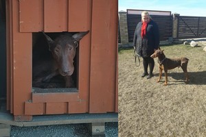 Kūdikį pražudęs šuo pasikeitė. Norinčių jį priglausti – eilė