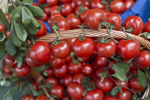 Visų pamėgti vyšniniai pomidorai – penkios pagrindinės jų priežiūros taisyklės